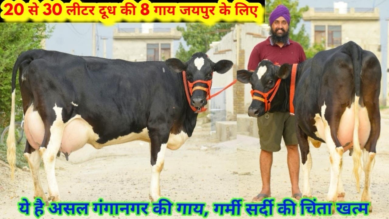 20 से 30 लीटर दूध👍गर्मी सर्दी की चिंता ख़त्म👌गंगानगर की सबसे शानदार गाय👌85000 से दाम Gill Dairy Farm