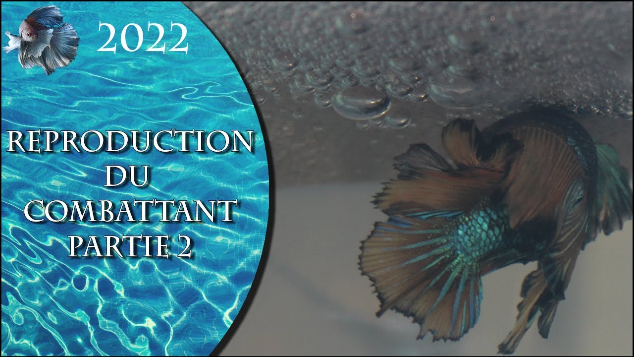 🐟TUTO🐟 Reproduction du combattant - Retrouvez mes vidéos de combattant sur  @Animaux & Nature