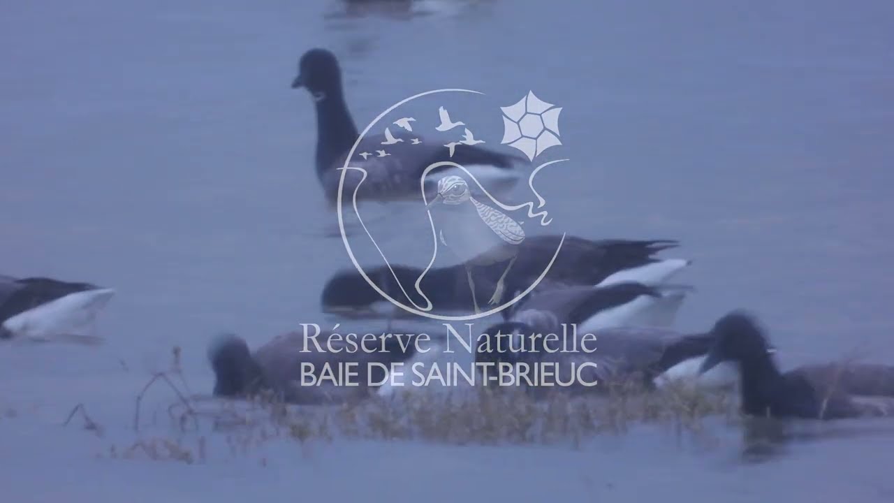 Réserve Naturelle et Nationale Baie de Saint Brieuc  Côtes d'Armor