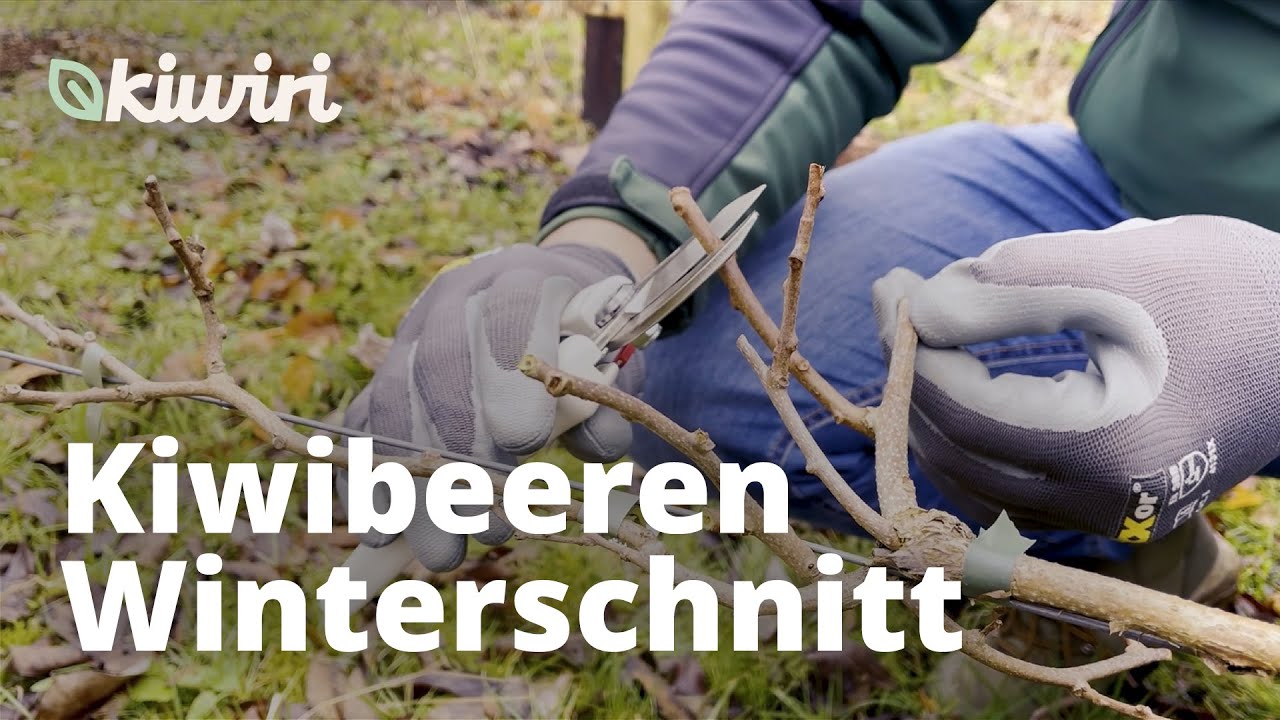 Kiwibeeren schneiden (2/2) - Winterschnitt Anleitung für Kiwibeeren / Minikiwis und Kiwis
