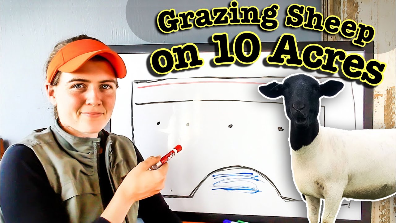 PASTURE Plan for 10 Acres | Rotational Grazing Cattle on Small Acreage SHEEP FARMING