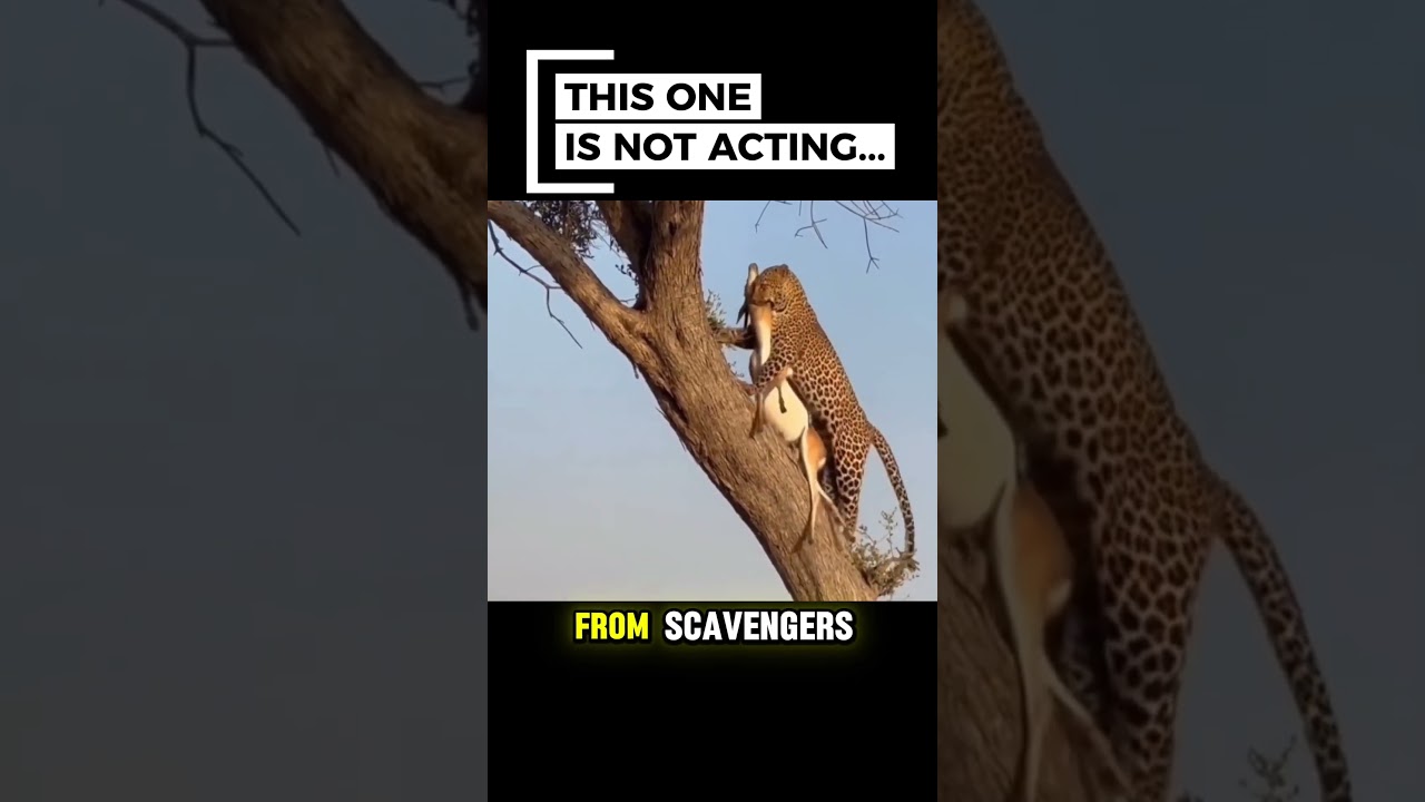 Oscar-Worthy Escape: Dog Outsmarts a Leopard 🐾