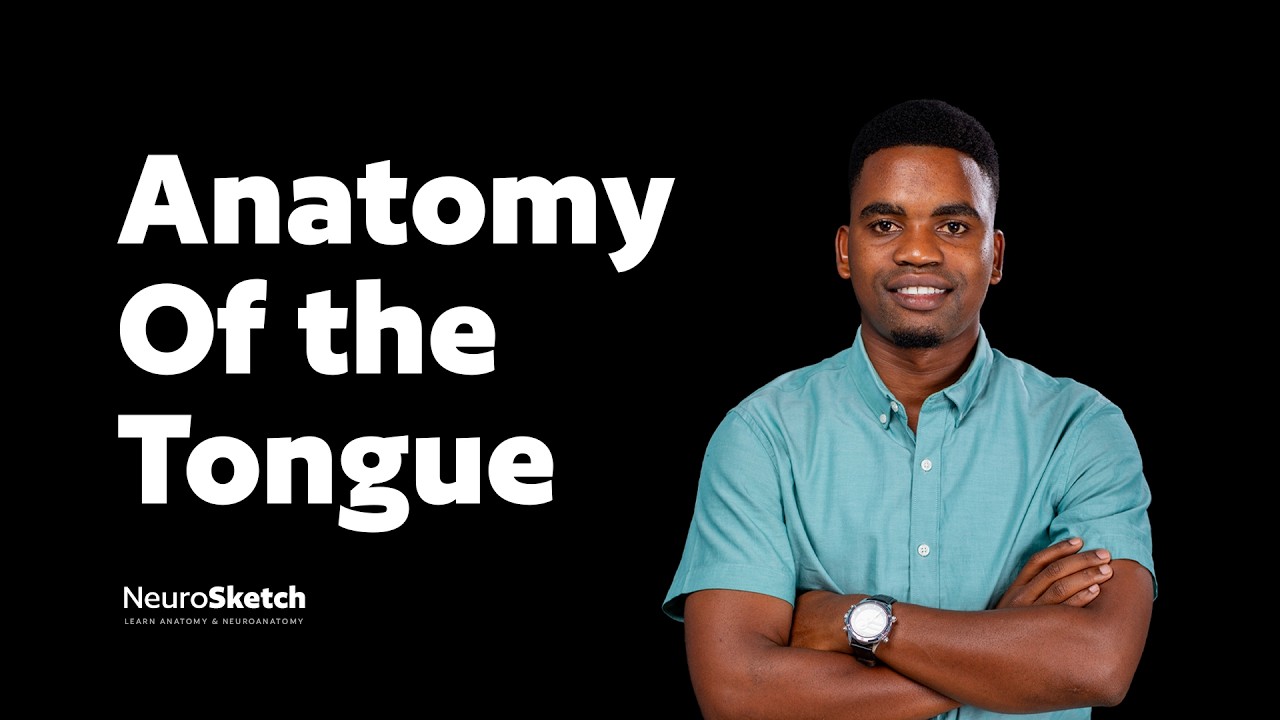 The Tongue | Muscles, Papillae, Nerves
