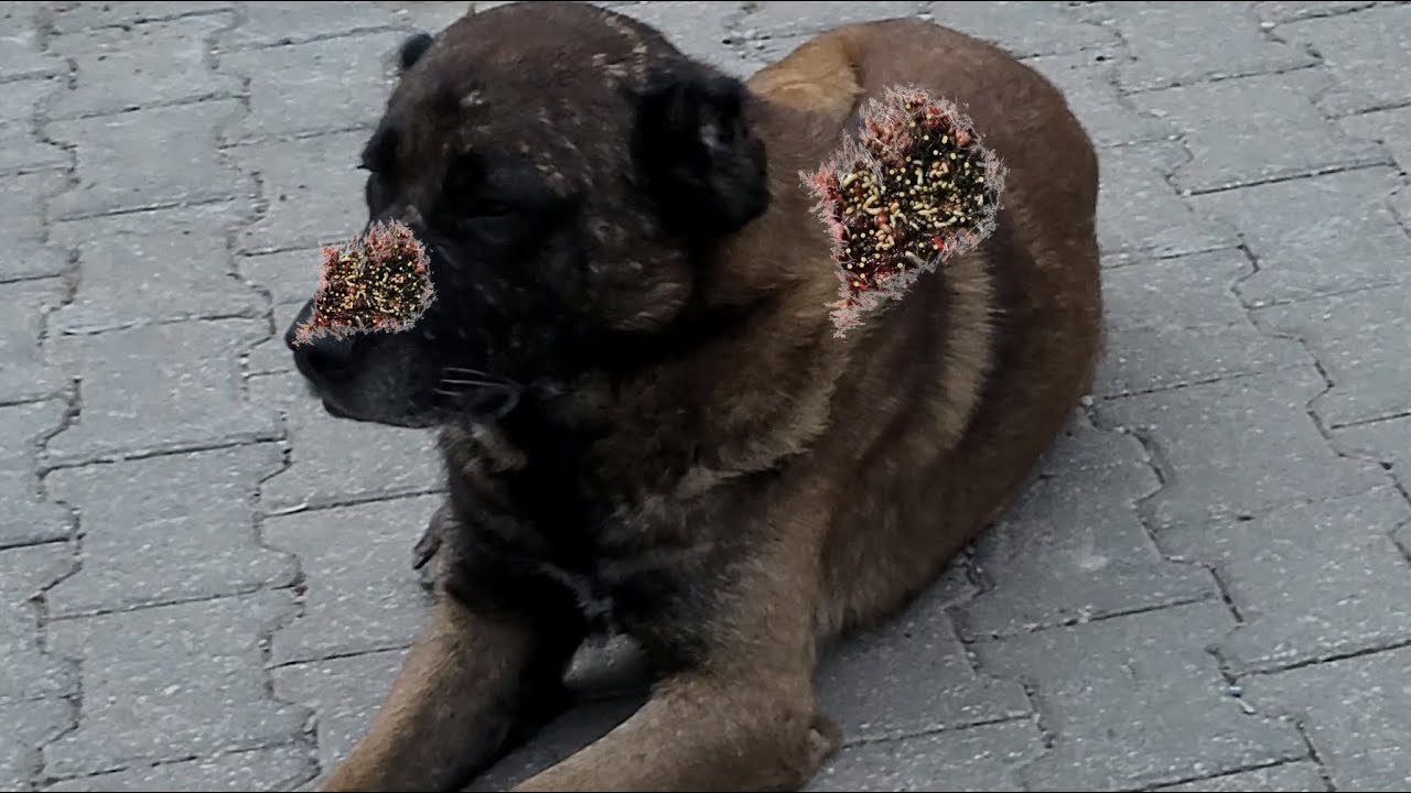 Removing Monster Mango worms From Helpless Dog! Animal Rescue Video #2025  #77 #dog #dogrescue #100