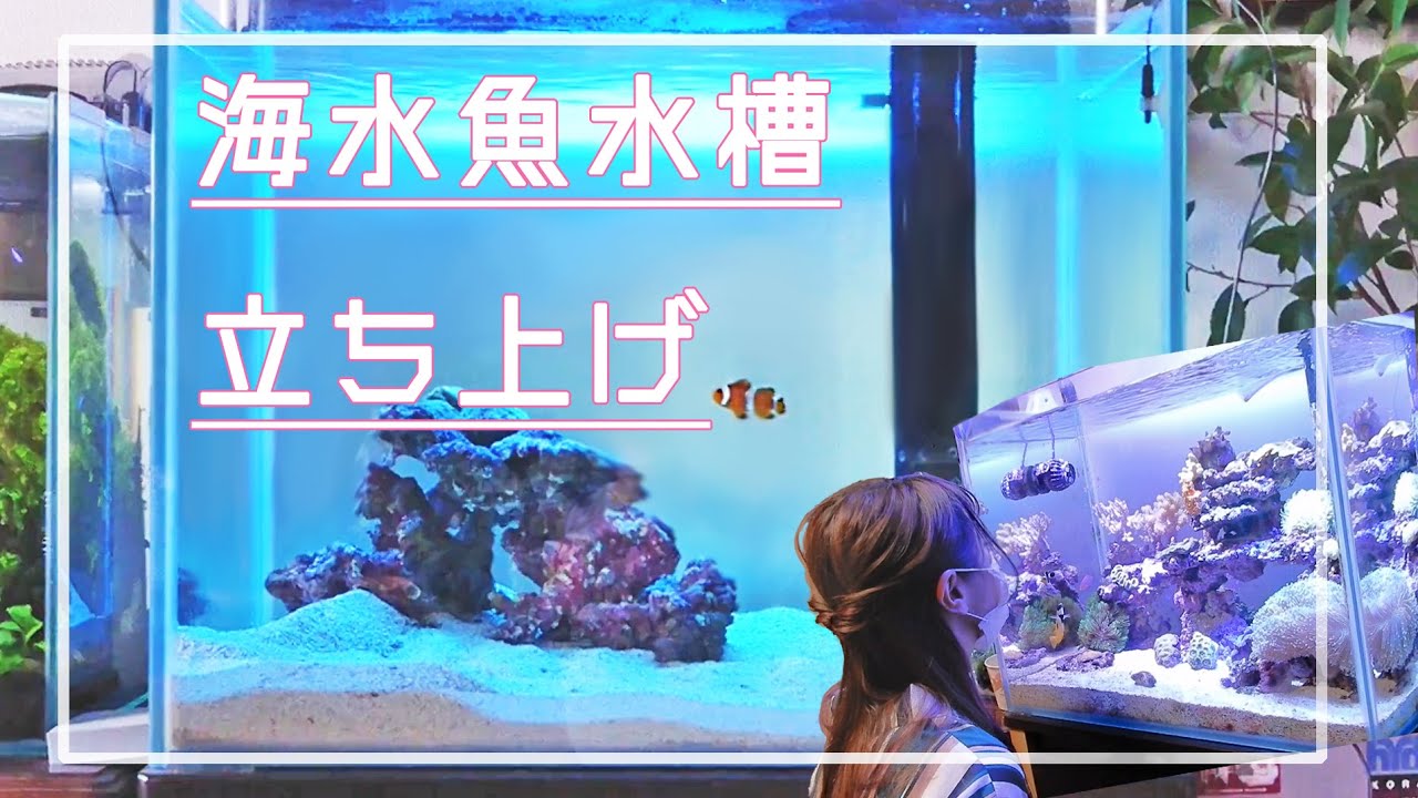 60㎝海水魚水槽立ち上げから生体導入まで！