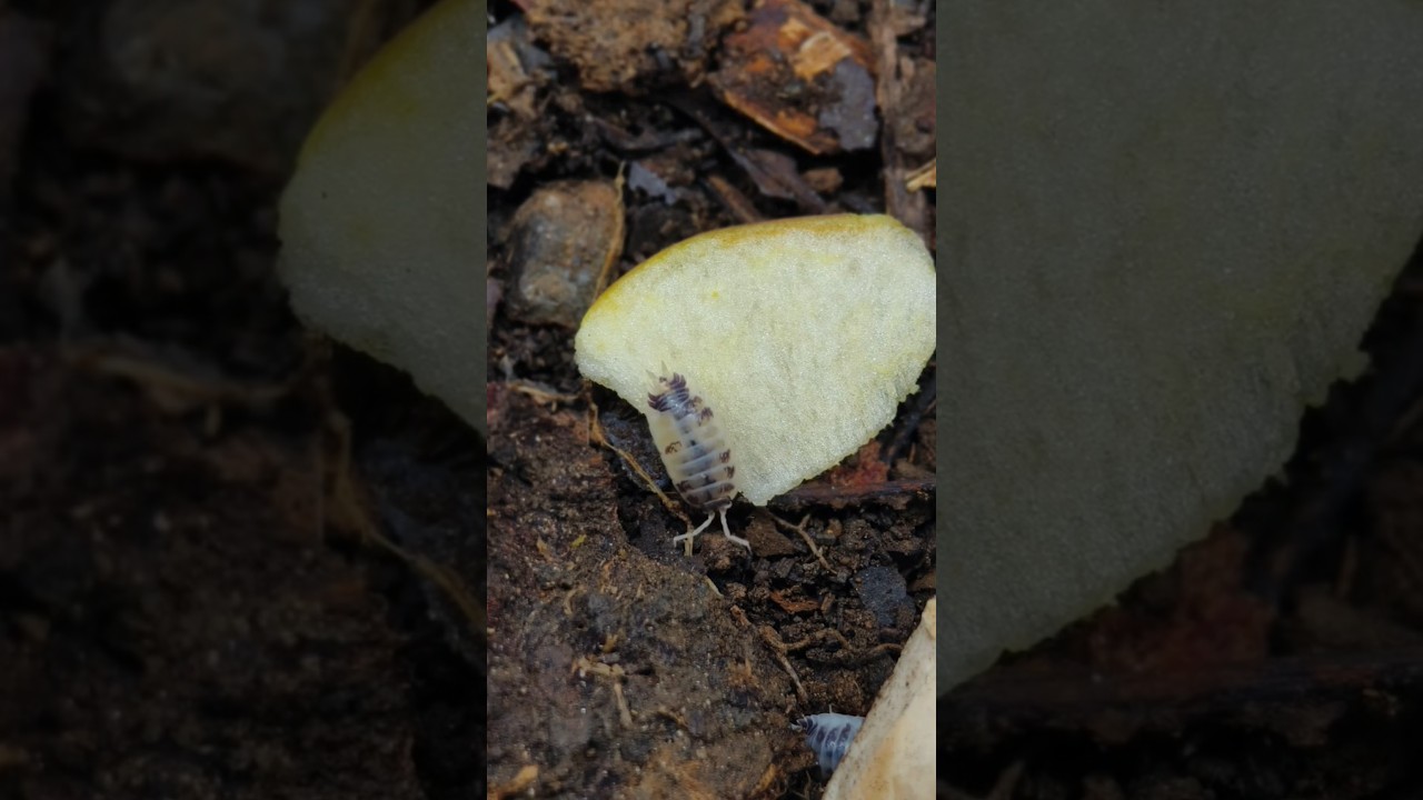 Isopod breeding 