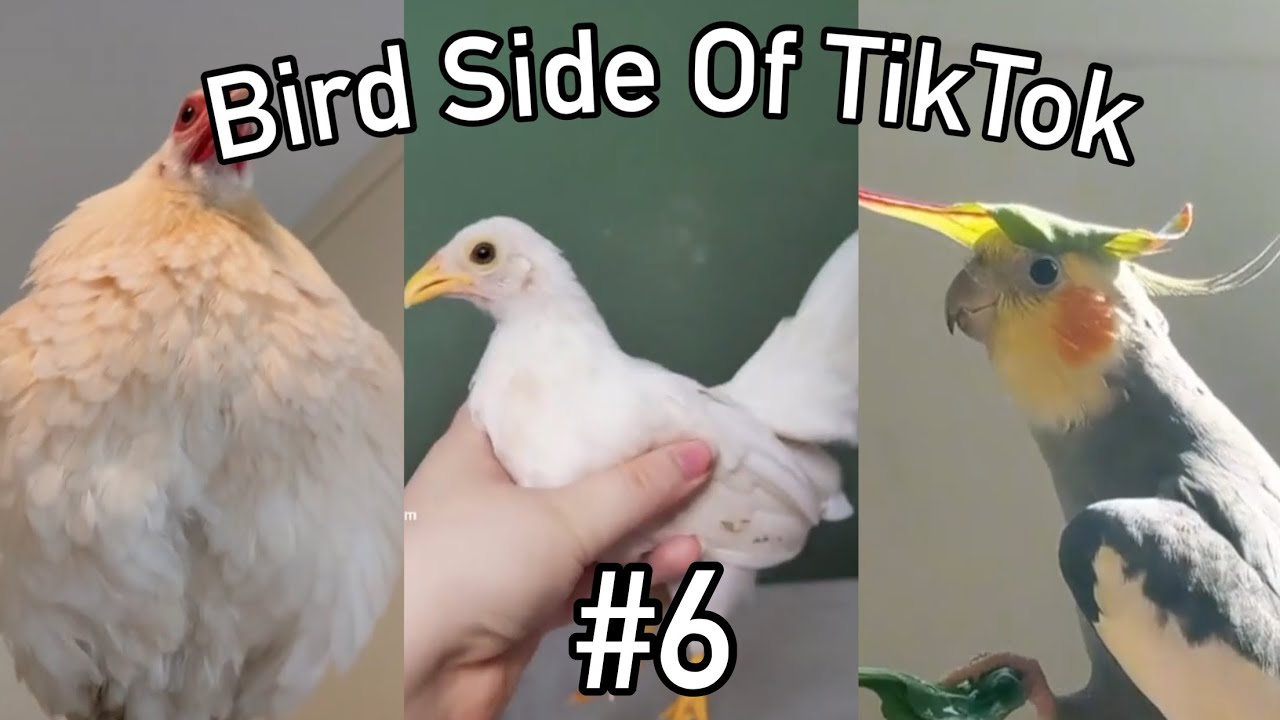 Bird Side of TikTok #6