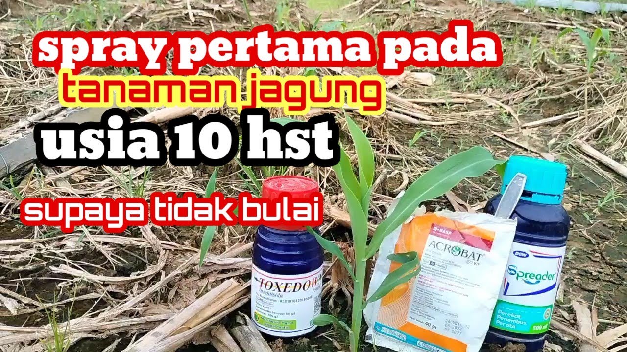 CARA SPRAY PERTAMA PADA TANAMAN JAGUNG MANIS//SUPAYA TIDAK BULAI