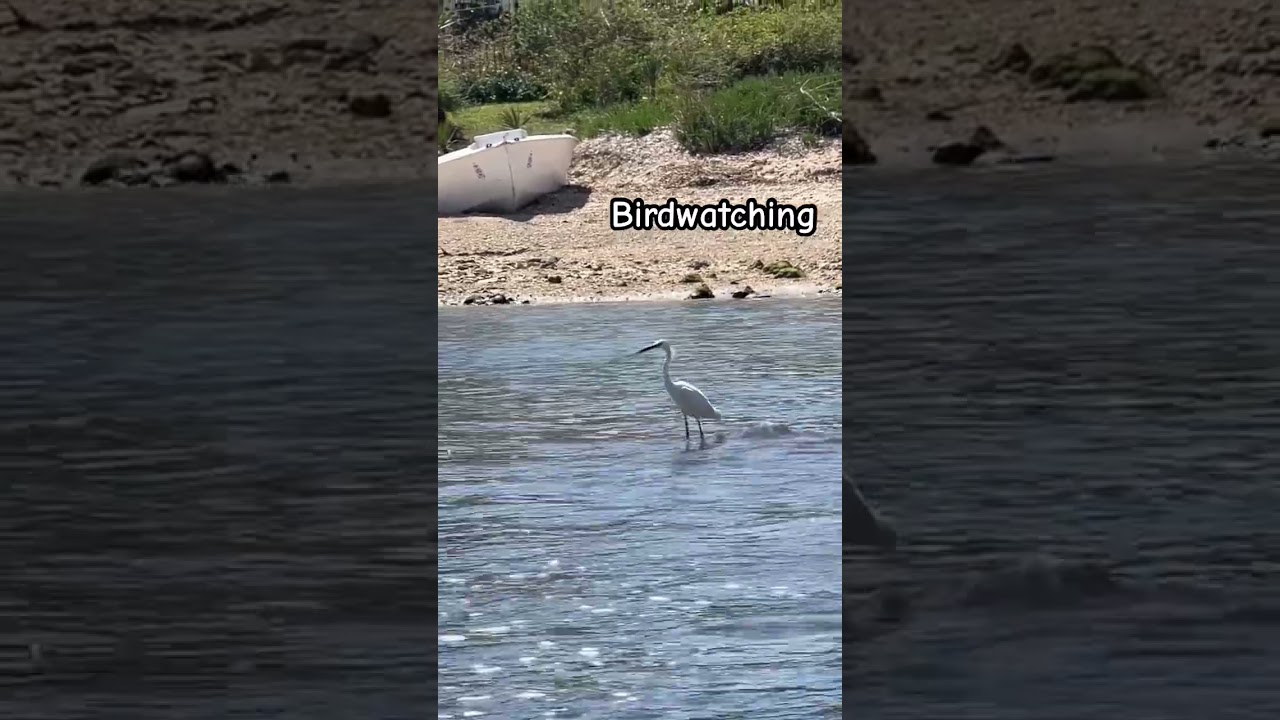 Birdwatching in Mola di Bari, Apulia region Italy 