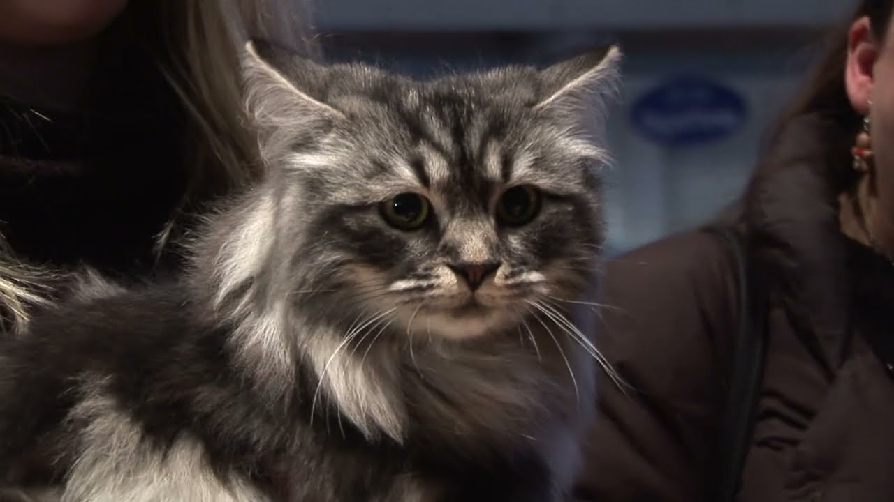 A Bari l'Esposizione Internazionale Felina, i gatti più belli del mondo sono campioni pluripremiati