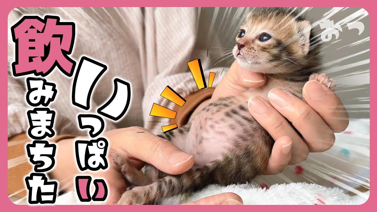 「ポンポコリーン」子猫がミルクを飲むとこうなります ミルク後のうつろな目もかわいすぎる【保護猫生活13日目】