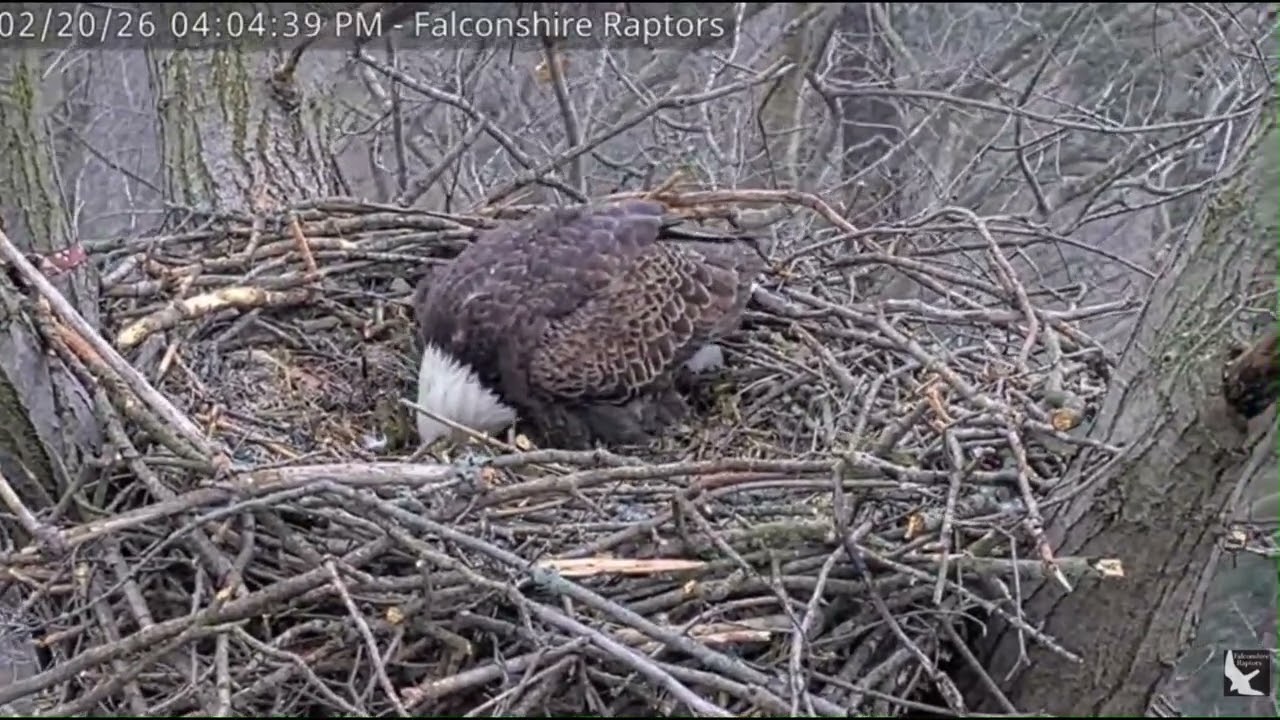 2026 Feb 20 Skye Lays the first egg of 2026