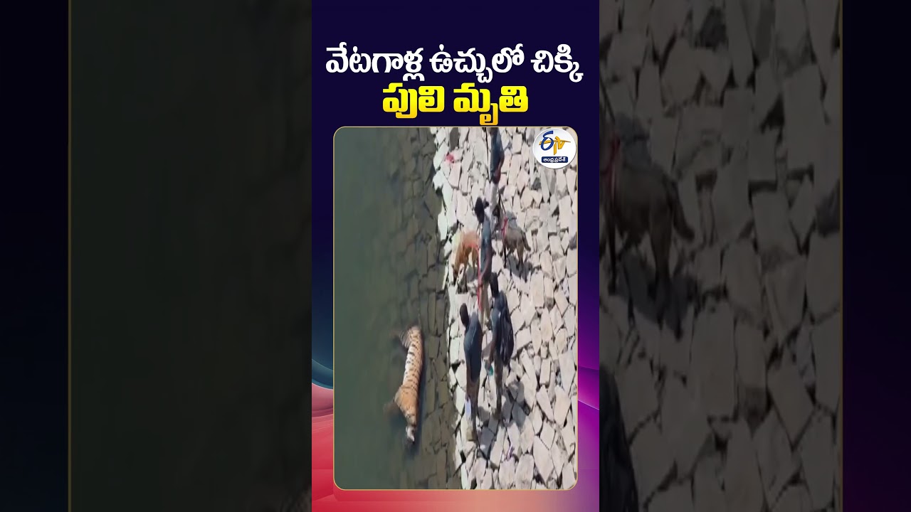 Tiger Dies After Getting Trapped in Poachers&rsquo; Snare in Karnataka