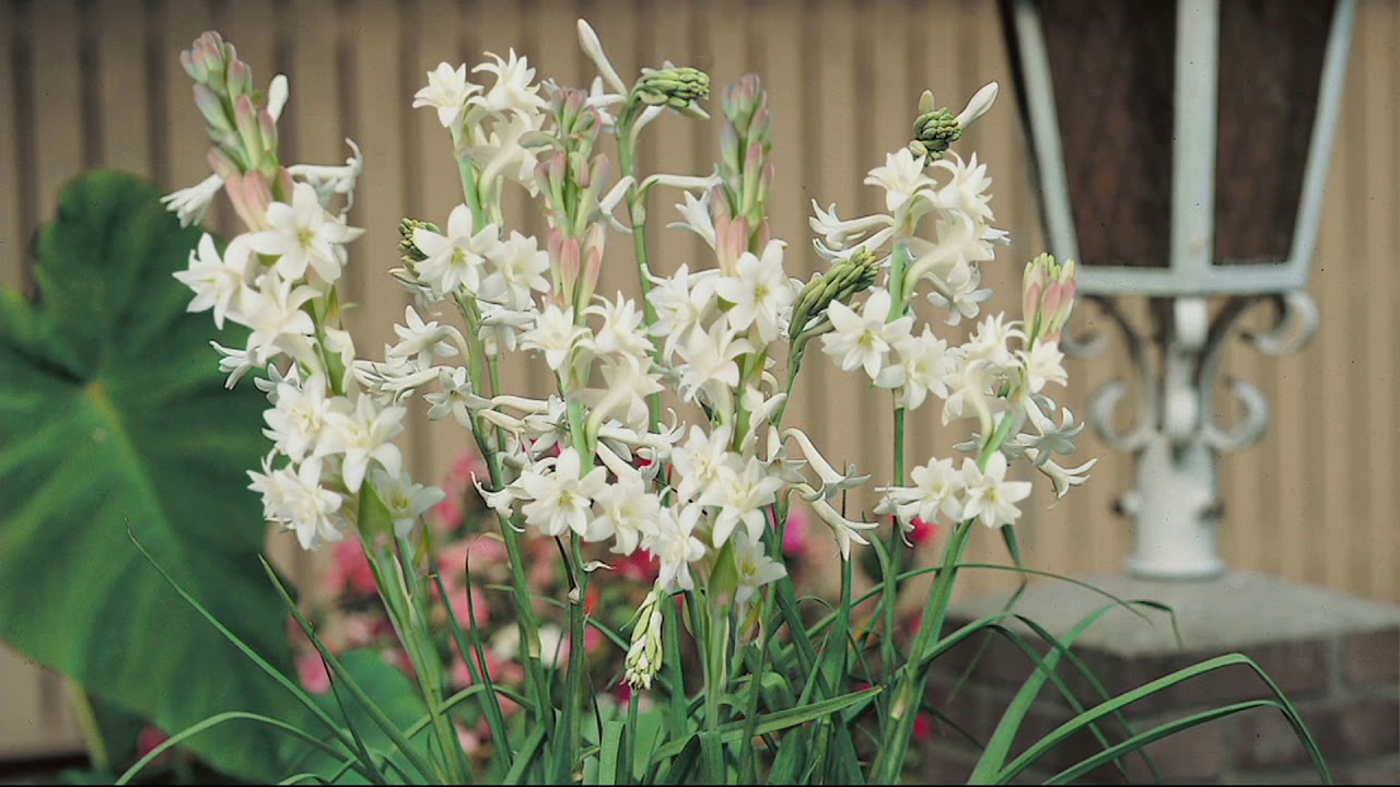 Roberta's 8-piece Double Pearl Tuberose with Flower Magic on QVC