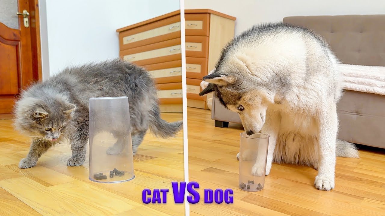 Husky VS Cat IQ TEST | Who is Smarter?