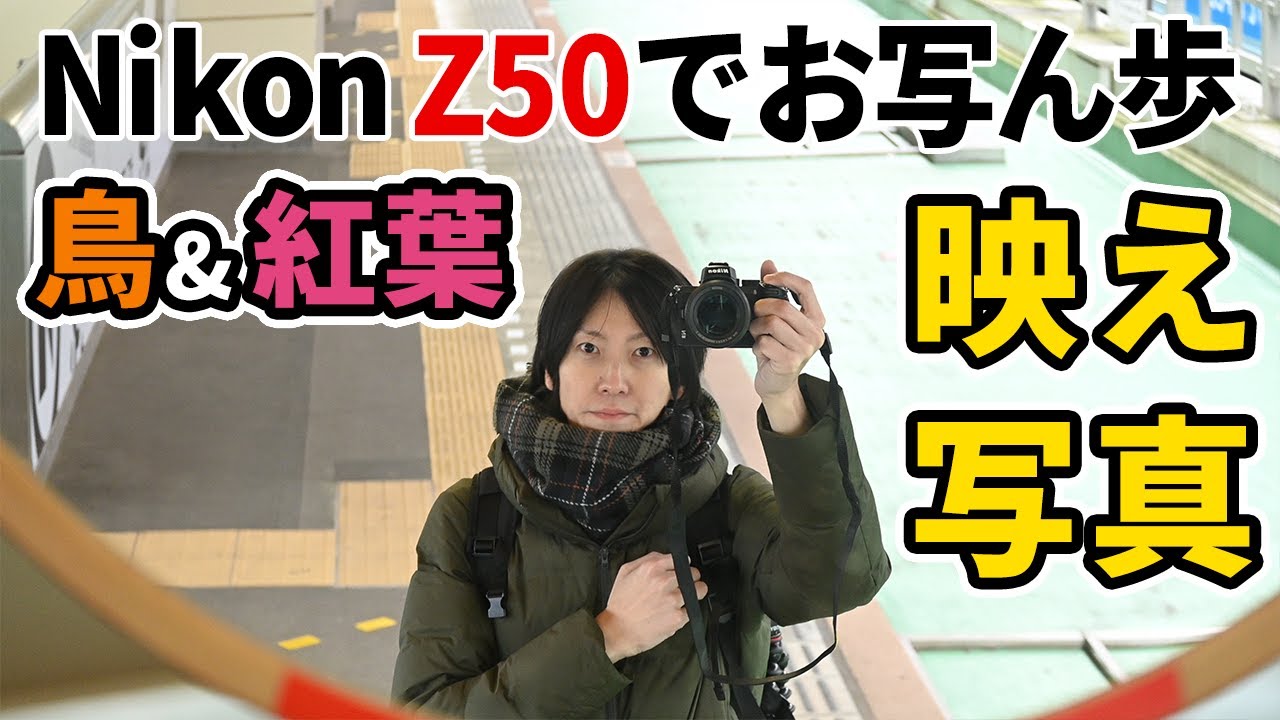 【紅葉＆野鳥】お写ん歩　Nikon Z50とNIKKOR Z DX 50-250mm f/4.5-6.3 VRで撮影してきた。カワセミ・・・・
