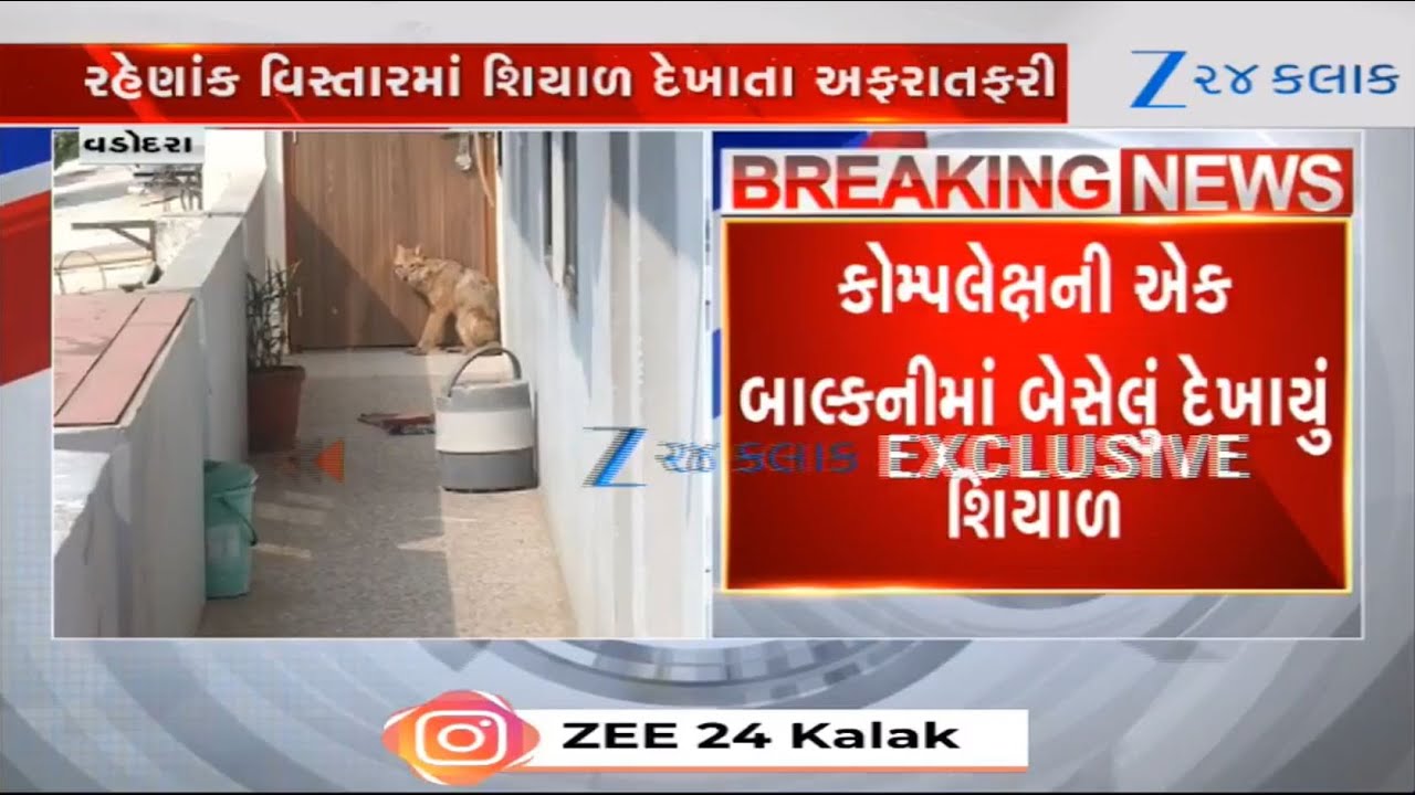 Fear grips locals as fox enters residential area in Vadodara's Sama; forest dept swings into action