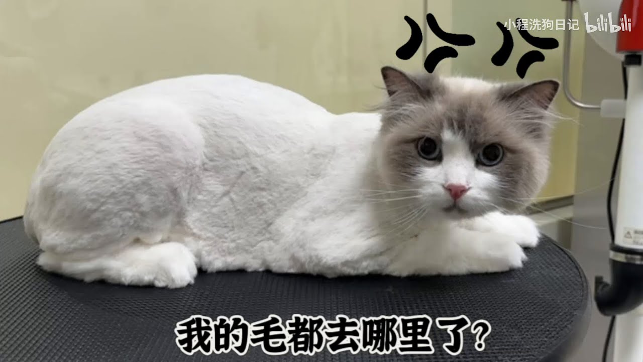 “翻新洗护一位无毛布偶猫 圆圆的脑袋也太可爱了！”