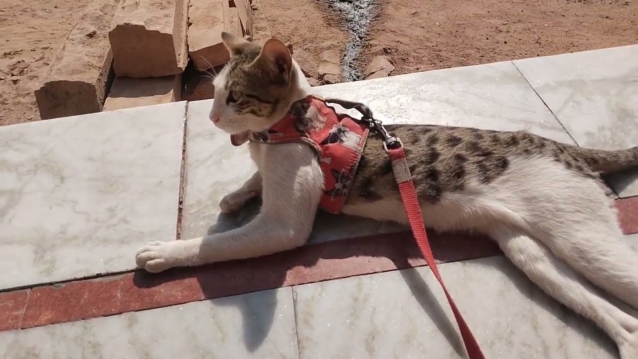 Billu paji aaj thoda sa sad 😢 hai 