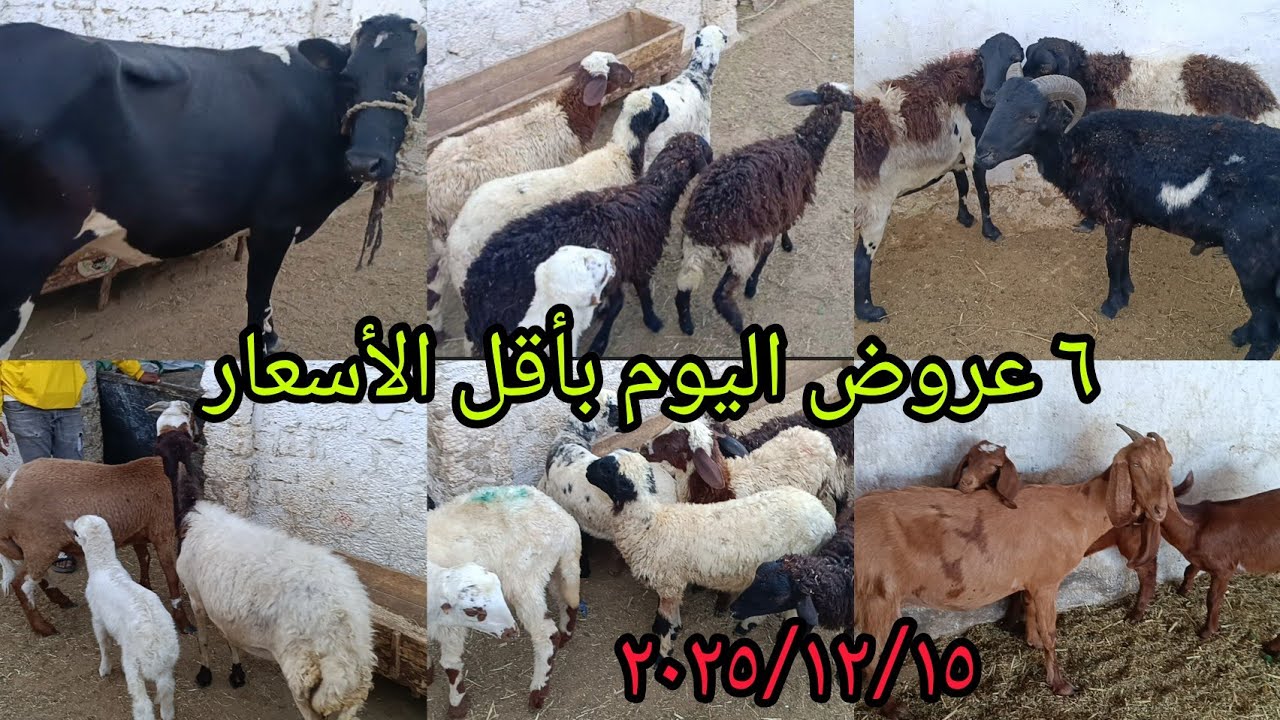 ٦ عروض تشكيله جميله من الغنم والبقر اللحم والخرفان القاني والخرفان اللحم اليوم ٢٠٢٥/١٢/١٥