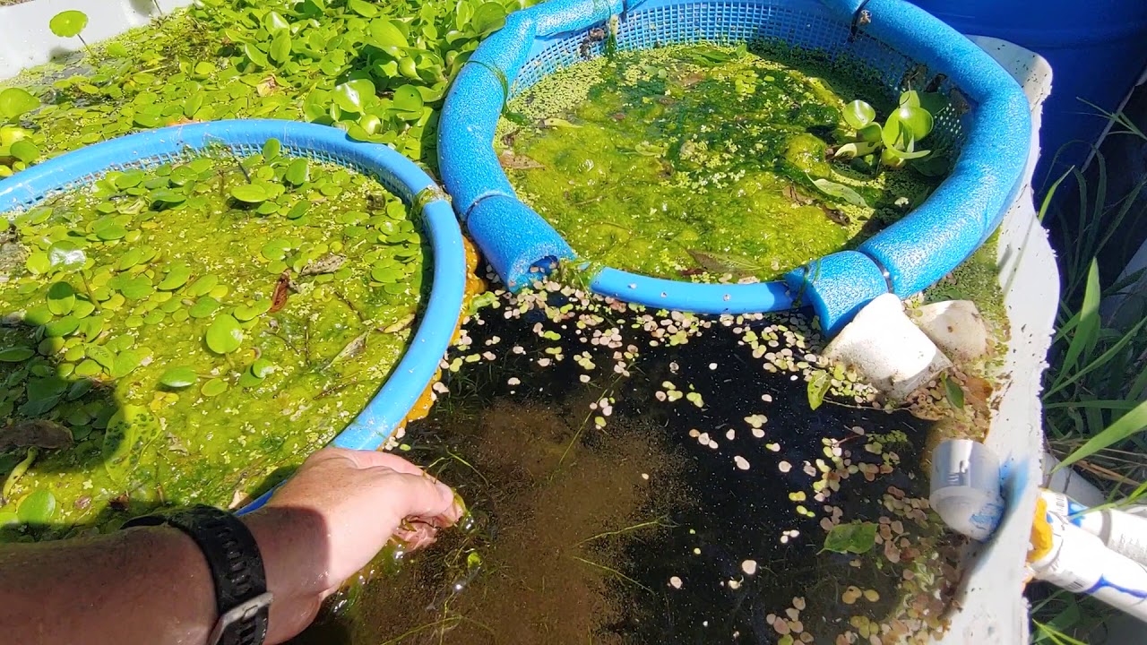 Frogbit anyone?