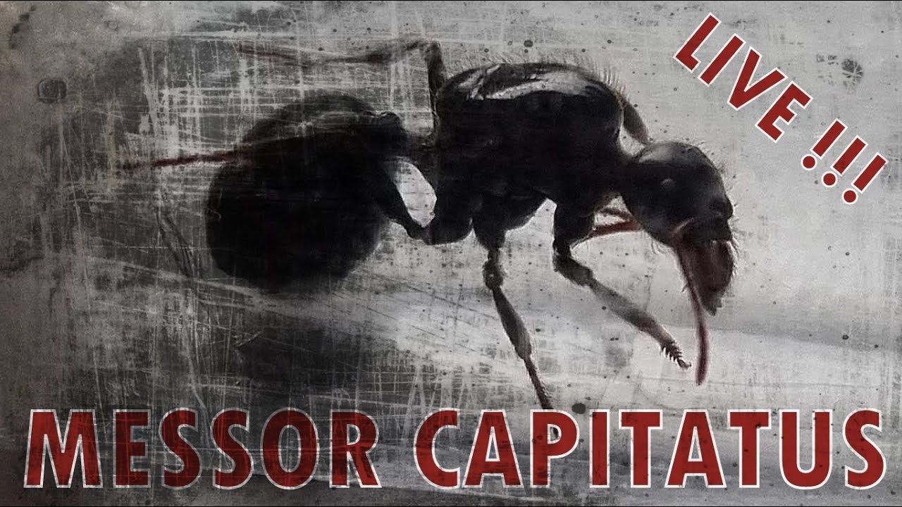 🐜 Królowa Messor capitatus po rójce