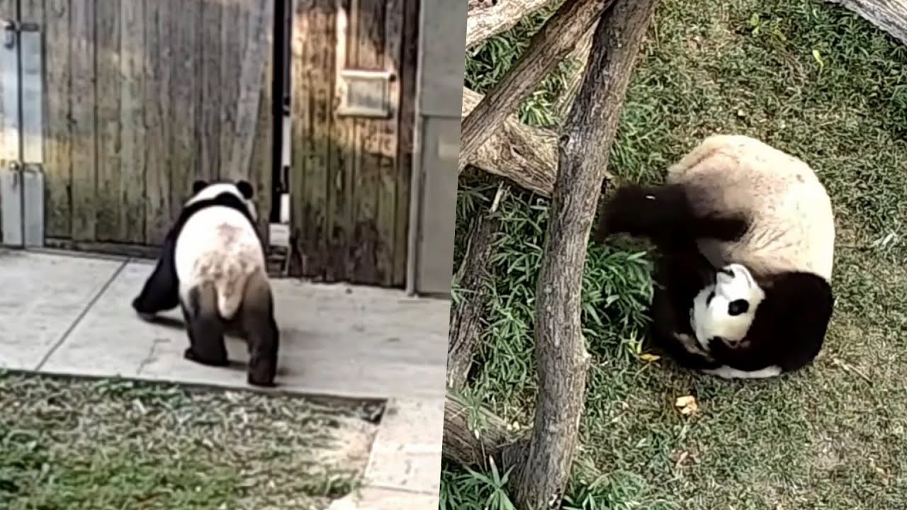 Xiao Qi Ji knew he broke something and he wondered if he got in trouble🤭🤨🙄😛/ QiJi rolling🙃🐼 10/24/23