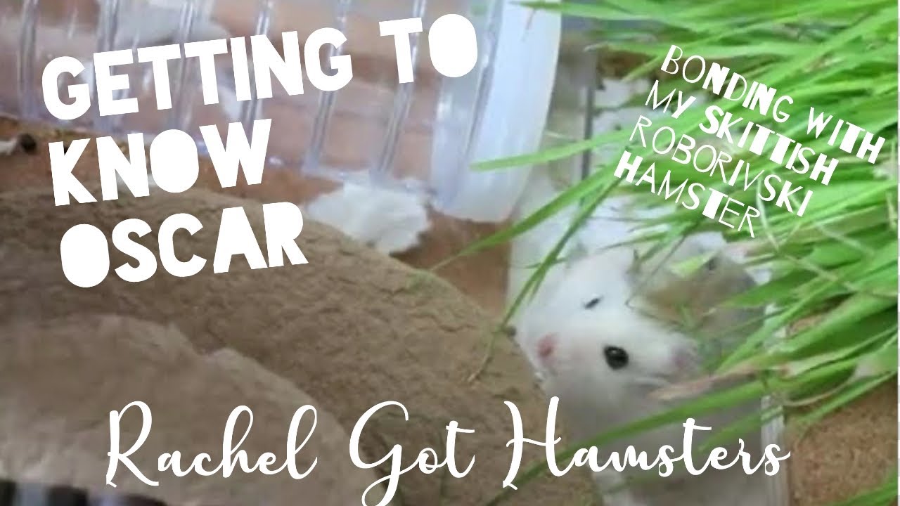 Getting to Know Oscar // Bonding with my Skittish Roborovski Hamster