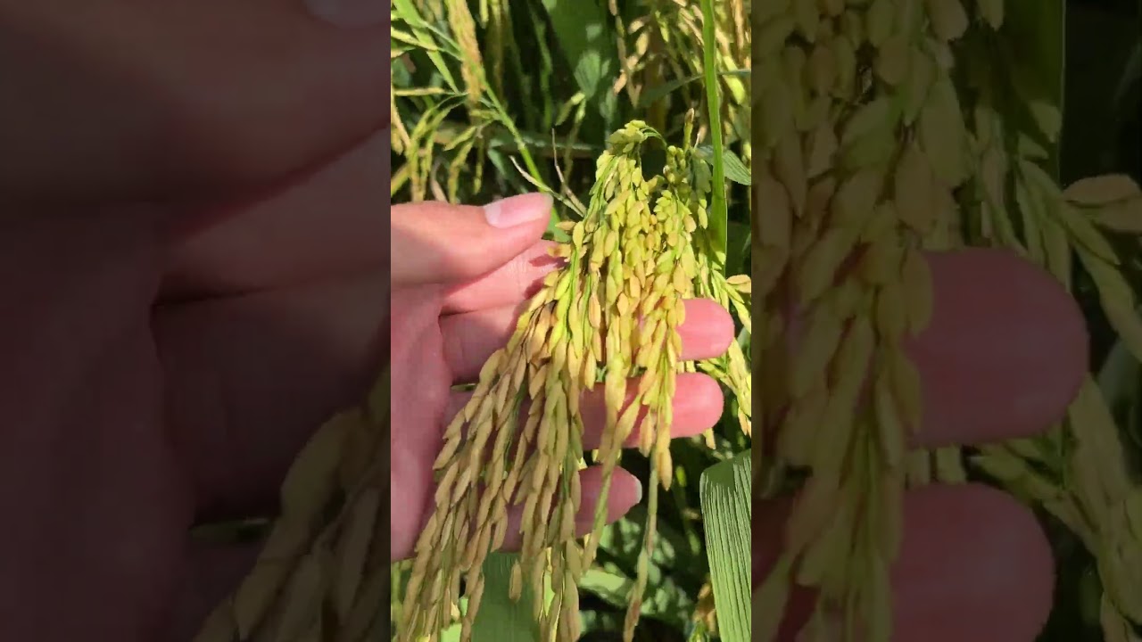 AgriJapan | V&agrave;ng cam tr&ecirc;n giống l&uacute;a OM18? Nguy&ecirc;n nh&acirc;n do đ&acirc;u? #shorts
