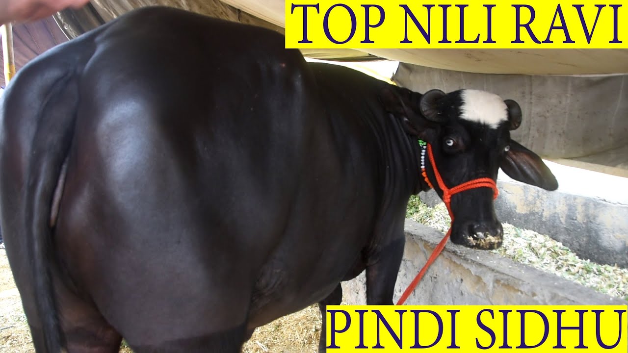 BEST NILI RAVI AND MURRAH BUFFALO BREEDER FROM PUNJAB I PINDI SIDHU INDIA I #102