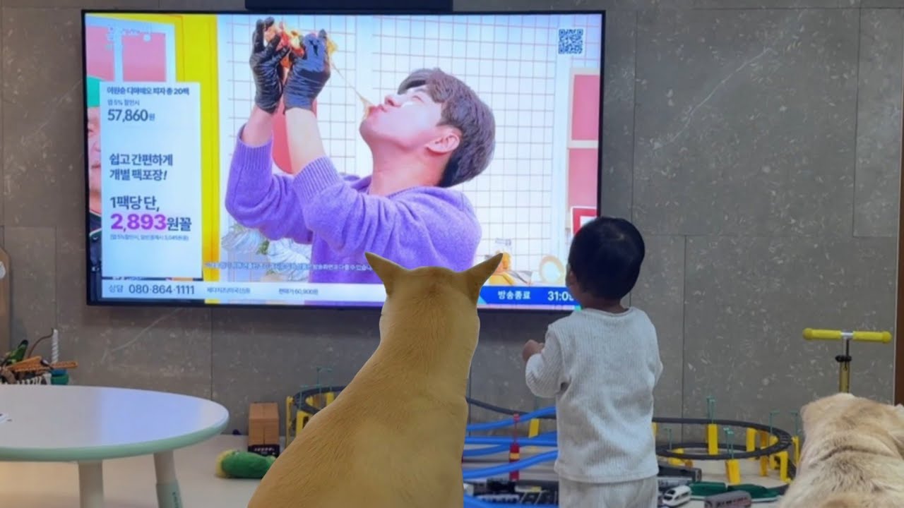아빠가 출근하면 TV 앞에만 있는 진돗개와 아기