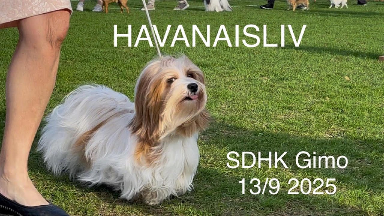 Hundutställning SDHK Gimo hösten 2025