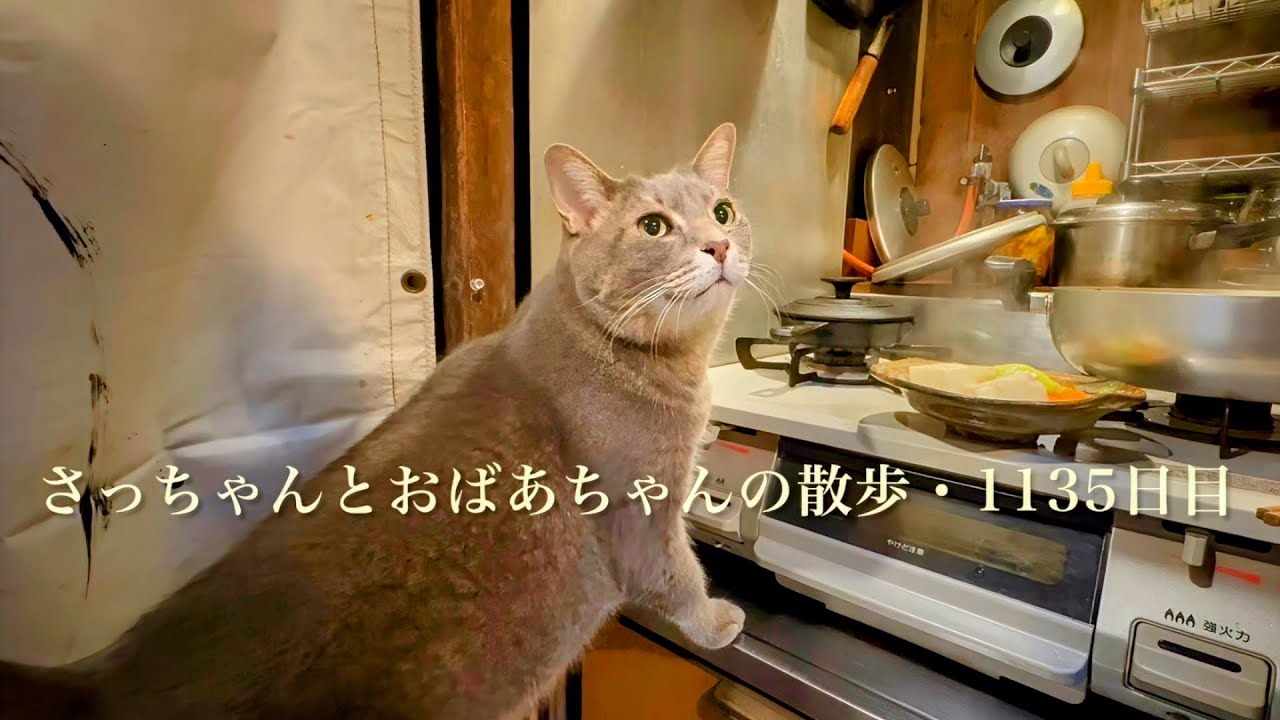 2026.1.19(月)《一日の記録》朝からお留守番して..  散歩に出て..  おばあちゃんより先に家に戻っていた猫…【さっちゃんとおばあちゃんの散歩・1135日目】・・・