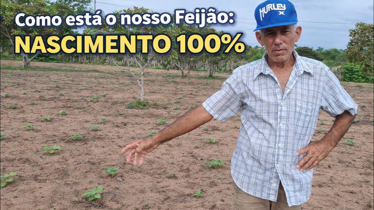 A ROÇA TÁ LINDA! 100% de germinação no nosso feijão.