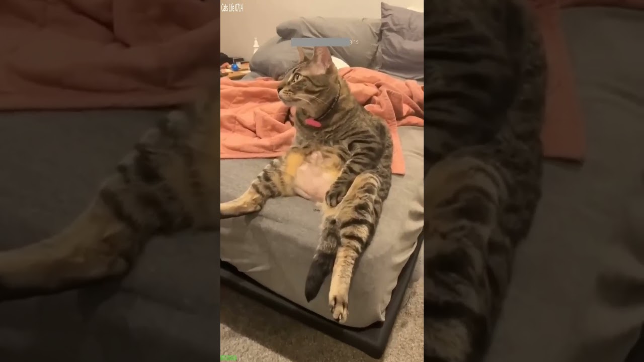 Cat videos 🐕 Cute Cats Kittens 🐈‍⬛ # #7432