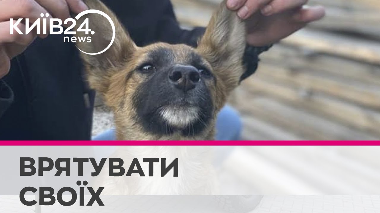 Тварини на війні: неймовірні історії порятунку