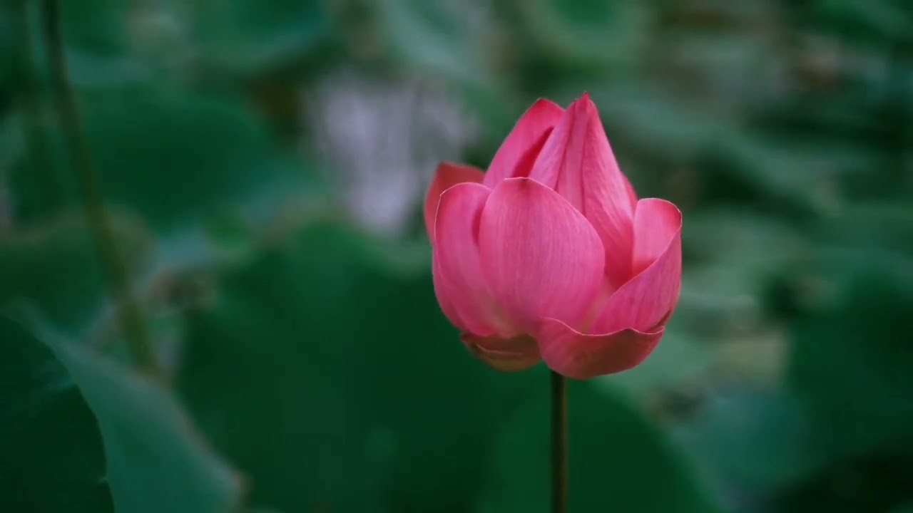 تلاوة بصوت حسن منسي من سورة فاطر الآيات (15-40)