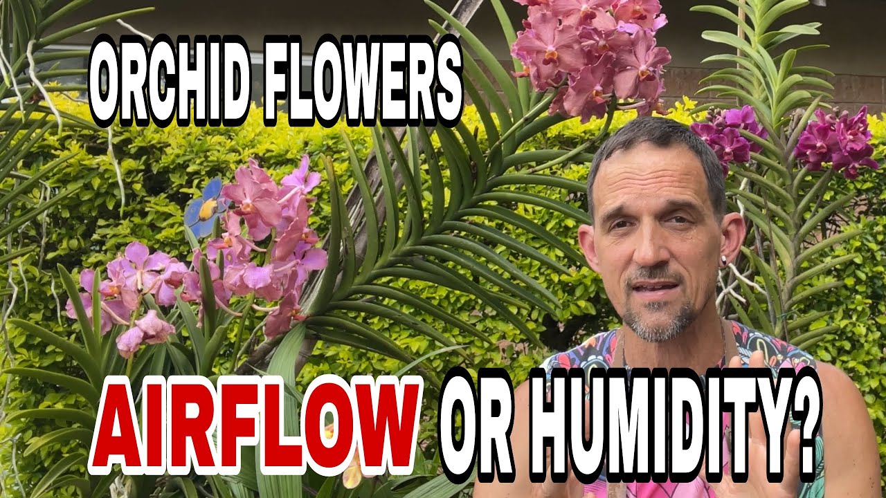Are Orchid Growers Making This HUGE Humidity Mistake