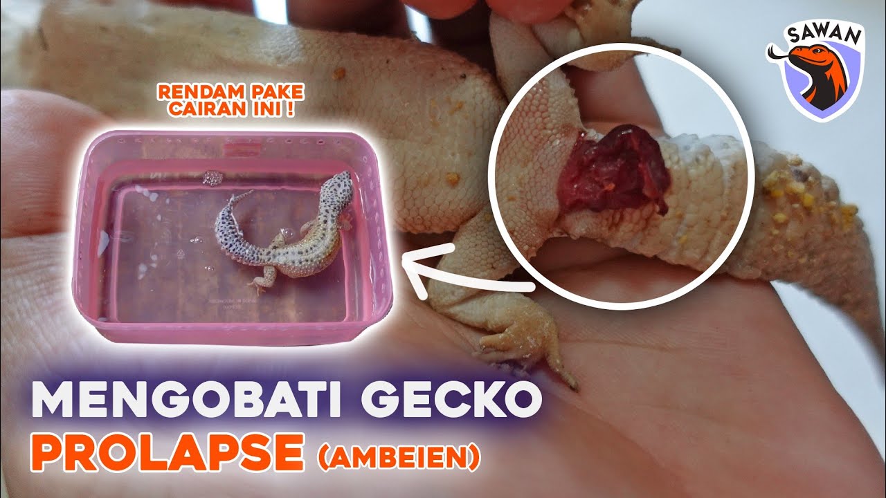 CARA MENGOBATI LEOPARD GECKO PROLAPSE! #SAWAN