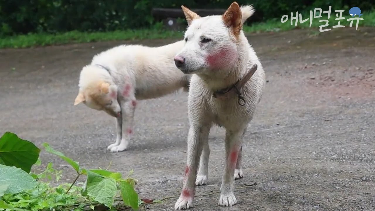 길 안내를 나섰던 개들이 갑자기 사라졌다?! 자식을 지키기 위해 산짐승과 맞서 싸운 어미 진돗개 ③ | KBS 단짝 150729 방송