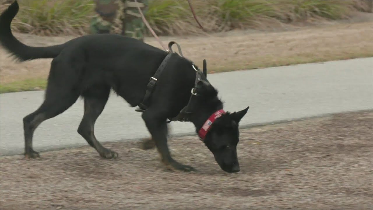 Search and rescue dogs hone skills at yearly training seminar