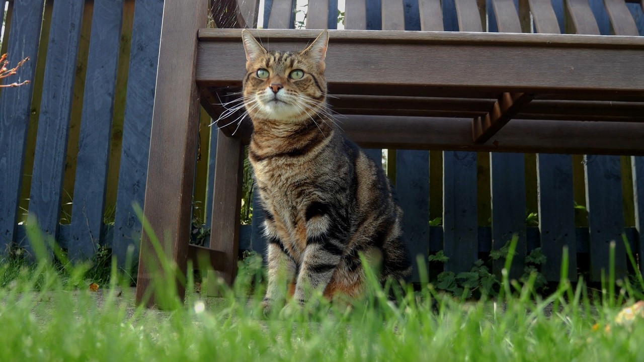Dee Dee Looks So Adorable Outside In My Garden (September 2023)
