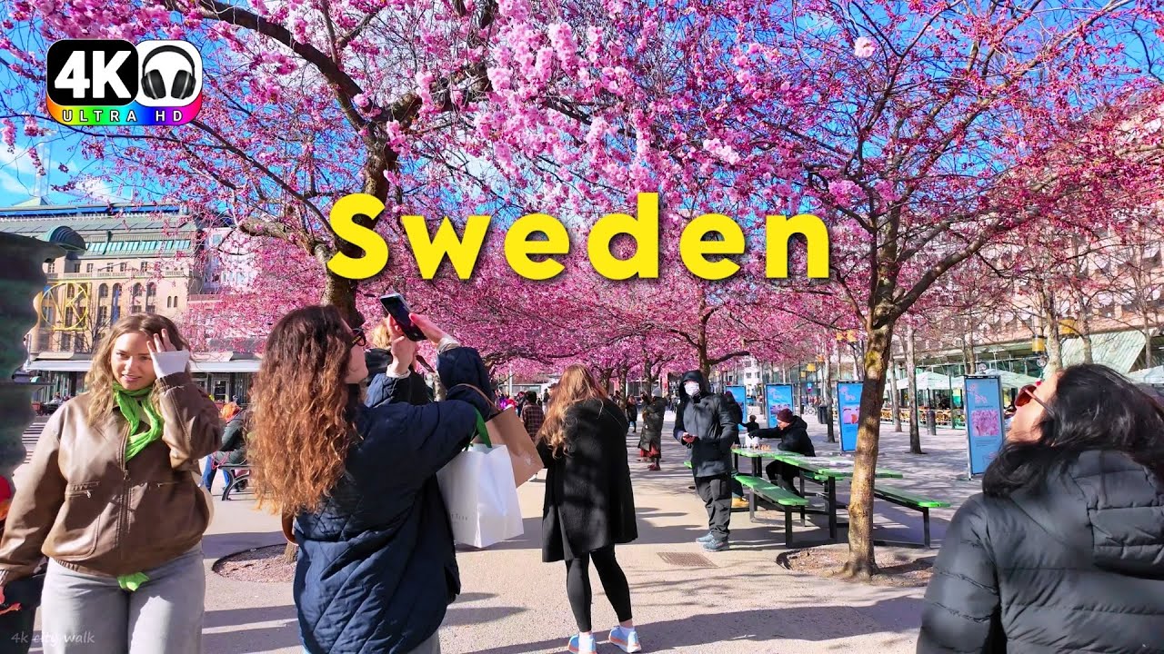 Вишнёвая лихорадка в Стокгольме! 🌸 Спокойная весенняя прогулка в 4K