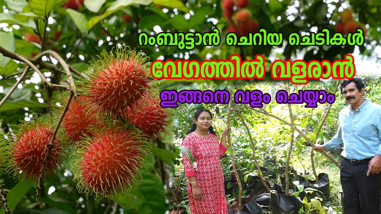 റംബുട്ടാൻ ചെറിയ ചെടികൾക്ക് വളം ചെയ്യുമ്പോൾ Rambutan Fast Growing Tips Organic Manure for Rambutan