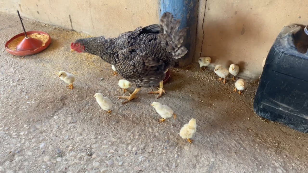 GALINHAS E PATAS CHOCANDO, TEMOS QUE RECUPERAR + NOVIDA