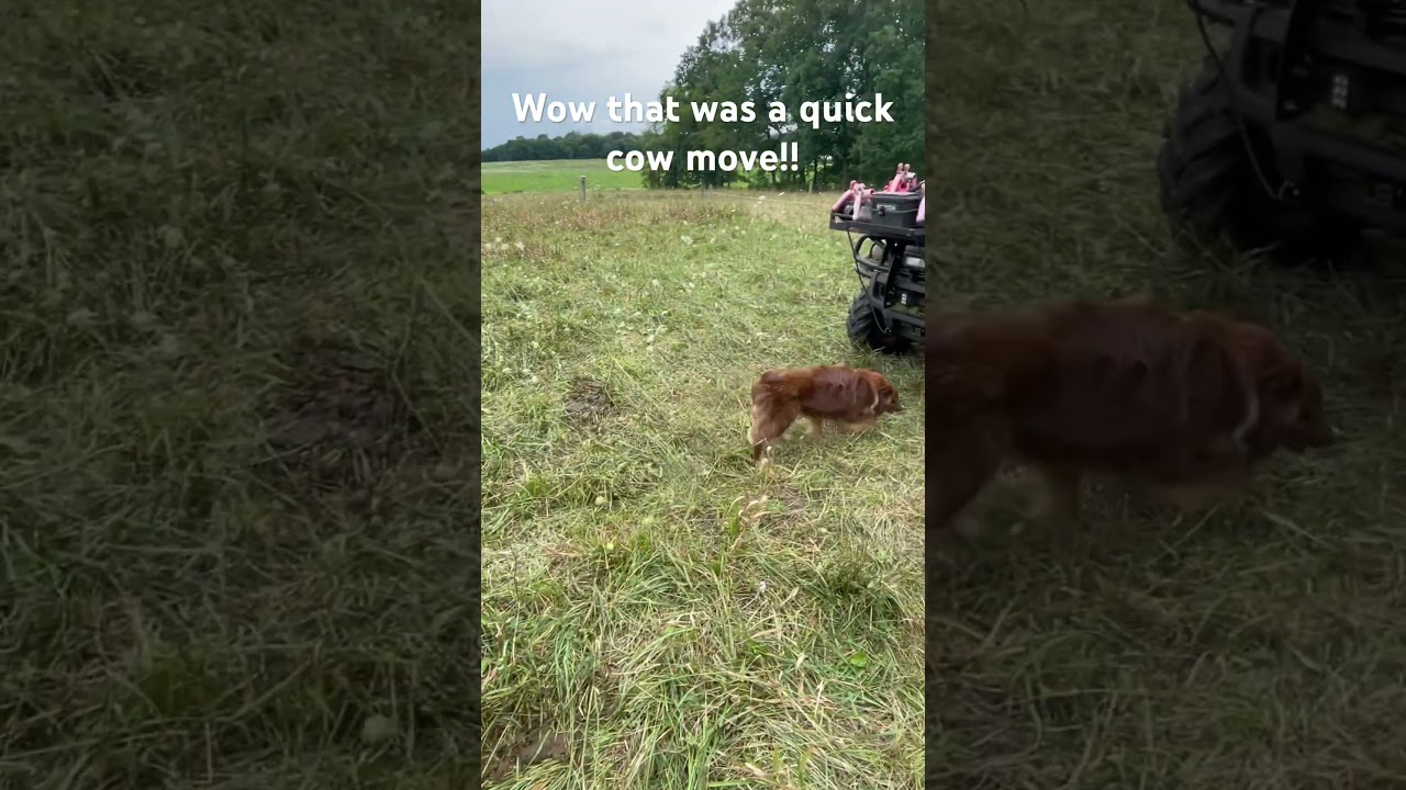 Fast cow move!! #shorts #stocpilegrazing #rotationalgrazingmultiplespecies