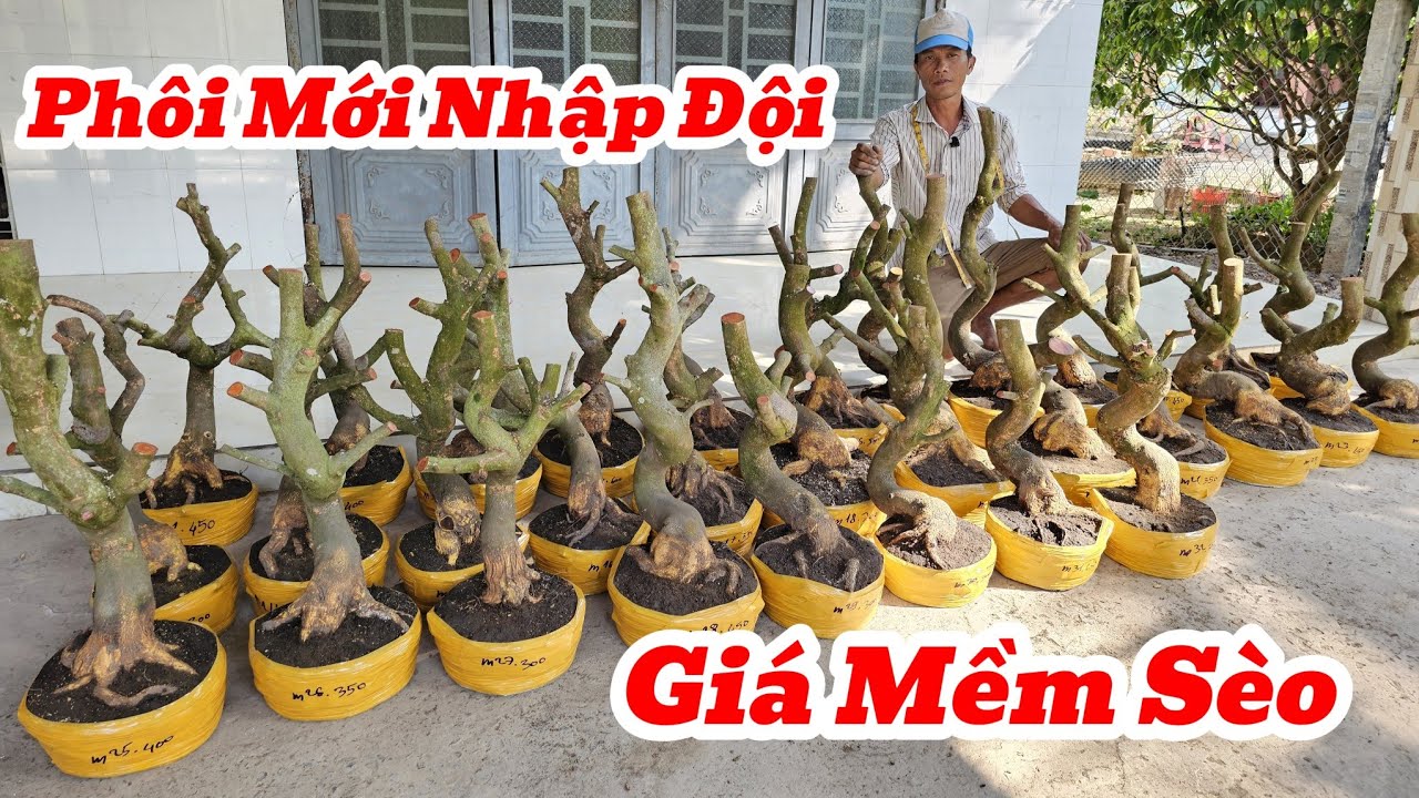 12/3☎️Mai Vàng Giá Rẻ☎️0974495993 Anh Phương☎️Giao Lưu Phôi Mai Dáng Đẹp Đế Củ Giá Mềm Sèo