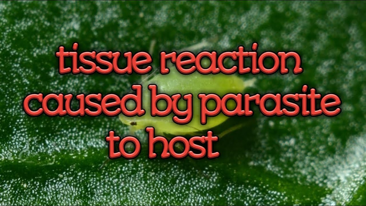 TISSUE REACTION CAUSED BY PARASITE TO HOST//veterinary parasitology//