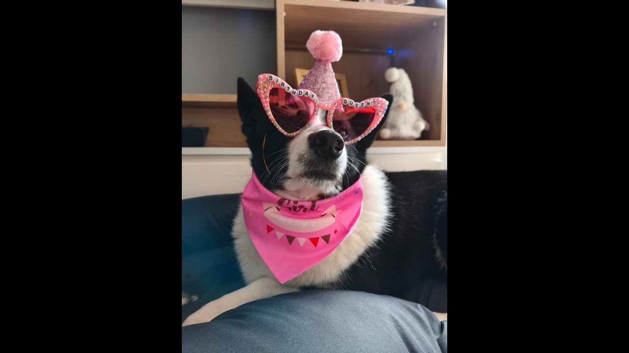 Luna (Sołtysowa) – Oficjalny Hymn Każdego Upiornie Upartego Psa! 🐶 [Ska/Pop-Rock]