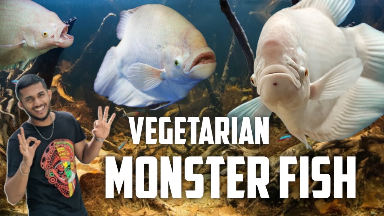 Giant Gourami Malayalam || Gourami Malayalam || Monster Tank Series || Episode 07 || nature Co
